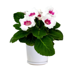 Gloxinia Bluish